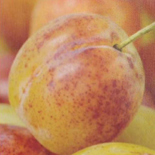 Prunus domestica 'Zemgale' - Aed-ploomipuu 'Zemgale' C6/6L